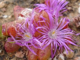 Diplosoma retroversum flowers tired